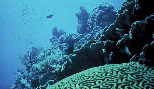 Projections of evolution for ocean ecosystems