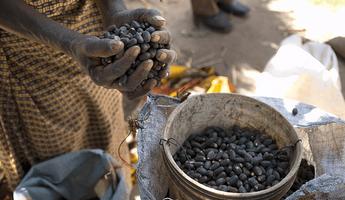 Biofuels: the lesson from Jatropha
