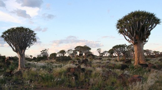 Biodiversity at stake