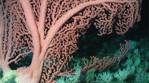 One planet, one ocean: towards new management approaches for ocean governance