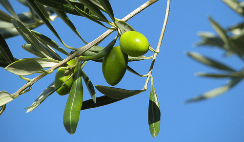 Cambiamenti climatici e agricoltura: gli impatti previsti per olivo, grano e pomodoro