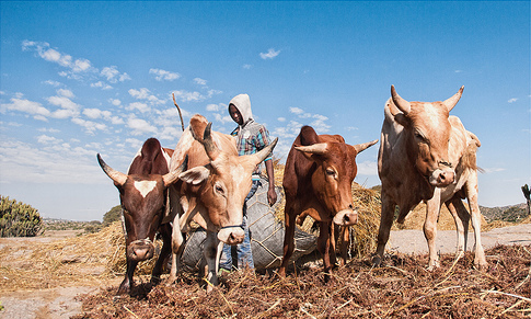 Cambiamenti climatici: quali effetti per l’agricoltura dell’Africa sub-sahariana?