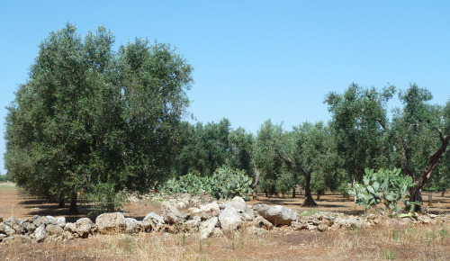 Xylella fastidiosa: how science tries to save olive trees