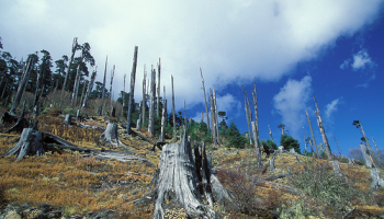 Le interdipendenze fra cambiamenti di uso del suolo e clima, le opzioni di mitigazione basate sulla gestione del suolo, come le società si adatteranno ai cambiamenti climatici del futuro. Una rassegna delle conoscenze attuali sugli effetti sul clima dei fenomeni biofisici legati ai cambiamenti di uso del suolo. Alla ricerca di strumenti utili per i decisori politici