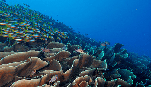 World Oceans Day – Climate change: oceans at risk as never before