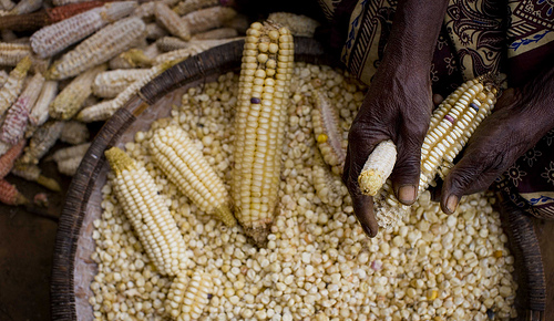 Clima, agricoltura, migrazioni: risultati scientifici e scenari possibili