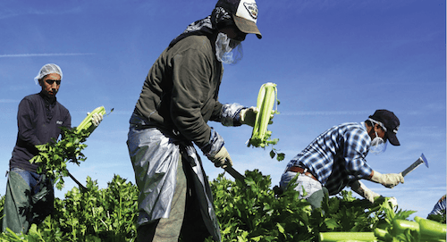 Cibo, migrazioni, agricoltura
