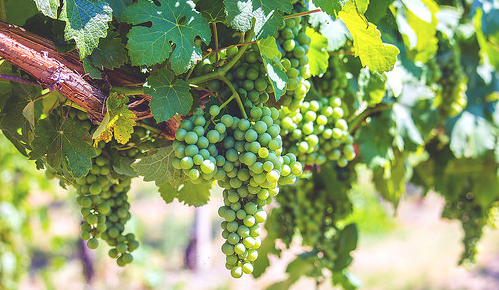 Se i cambiamenti climatici ridisegnano la geografia del vino