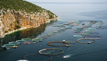 Scopri di più sulla strategia europea a lungo termine per sostenere una crescita sostenibile nei settori marino e marittimo e favorire il turismo, la navigazione e i trasporti, le attività off-shore, la pianificazione e la protezione dello spazio marittimo. Giovanni Coppini, Direttore della Divisione scientifica OPA, presenta alcuni esempi di servizi e applicazioni legati alla crescita blu sviluppati al laboratorio CMCC di oceanografia operativa Ocean Lab