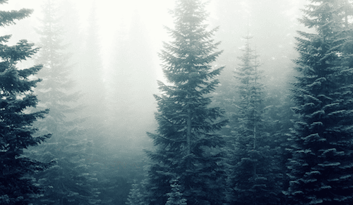 Foreste: soluzioni e prospettive per affrontare i cambiamenti climatici