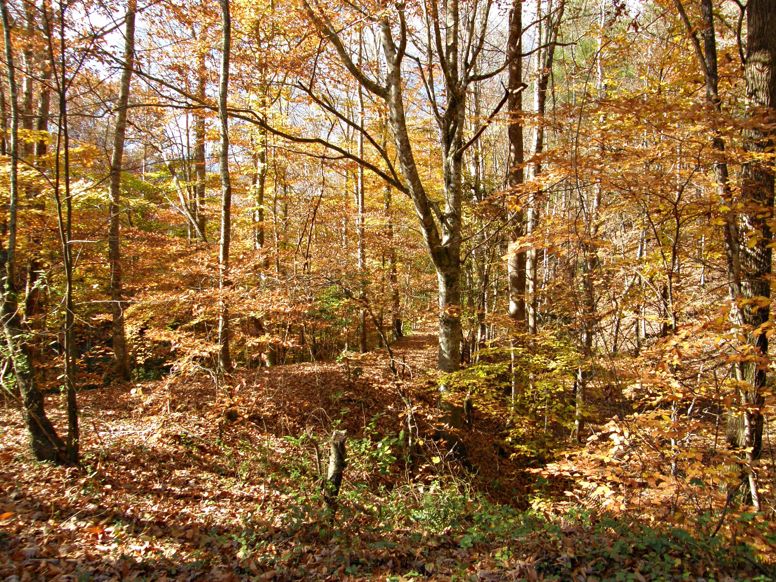 Exploiting forest biodiversity to increase CO2 sequestration