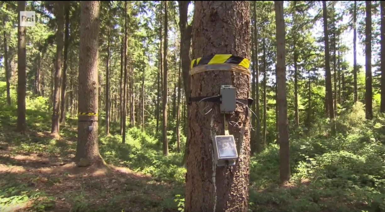 Foreste hi-tech: il progetto TRACE protagonista della puntata di Superquark
