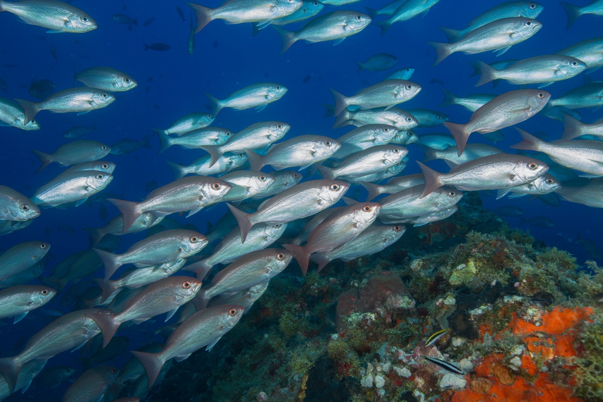 L’oceano dagli abissi alla superficie: il nesso cruciale tra clima, risalita delle acque profonde, ed ecosistemi marini