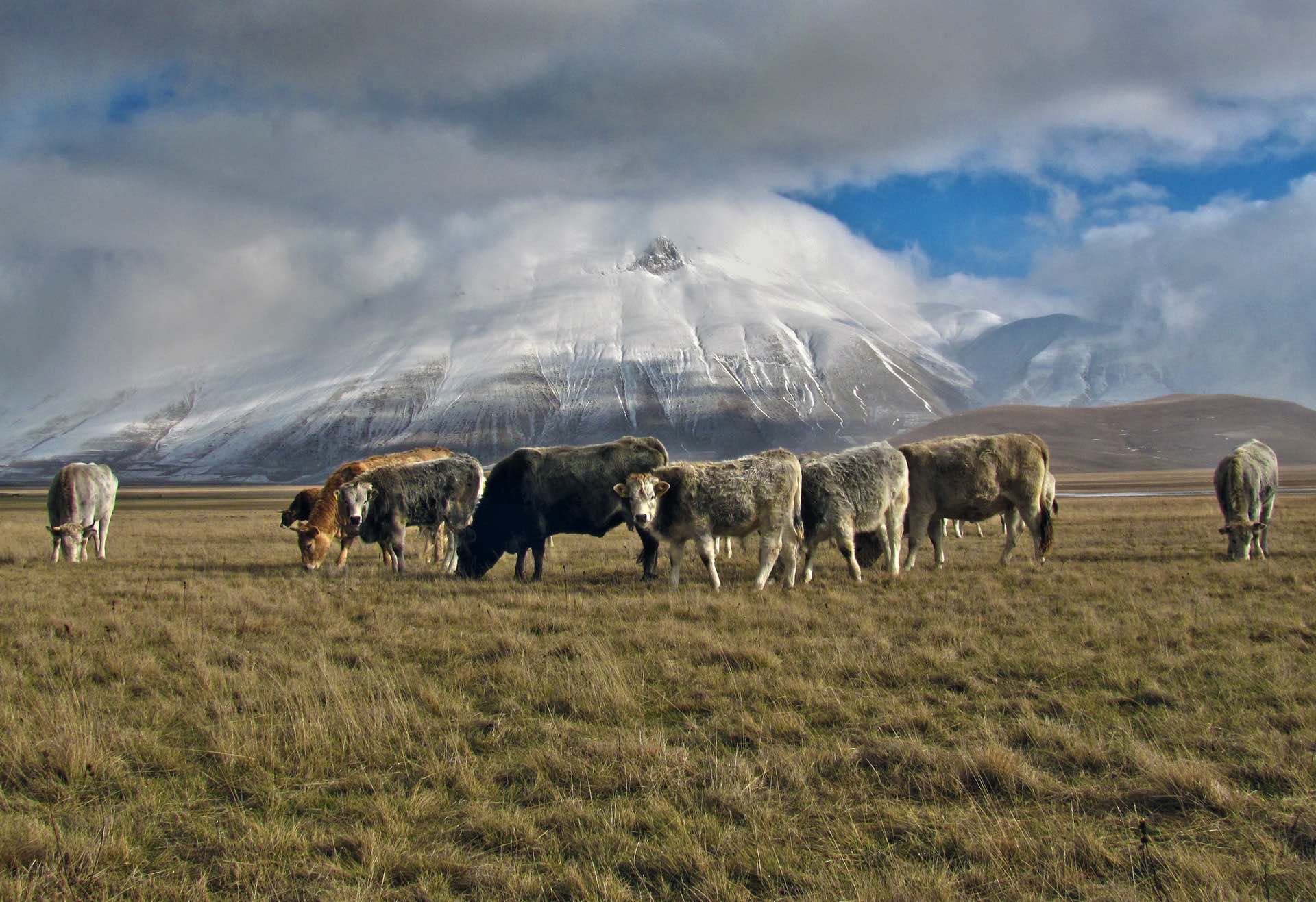 Land-use to solve climate change: a focus on livestock