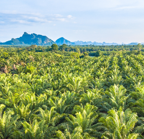 Gli aspetti socio-economici connessi alla produzione di olio di palma e il raggiungimento degli SDGs