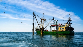 Research in support of designing strategies to manage the effects of climate change on fisheries and coastal areas. A study about the future of ocean net primary production published with the contribution of the CMCC Foundation.