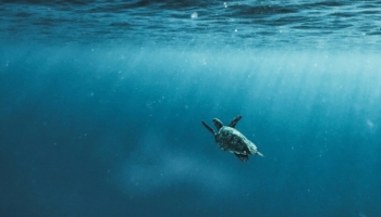 A new research project with the participation of the CMCC Foundation aims at improving the conservation status of species of cetaceans and pelagic sea turtles in the Mediterranean sea, increasingly under pressure.