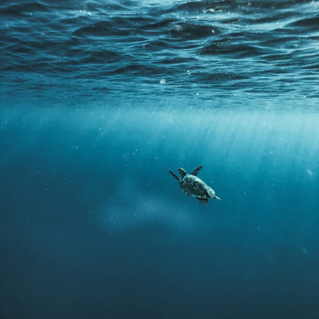 Cetaceans and sea turtles’ conservation: a project for the health of the Mediterranean