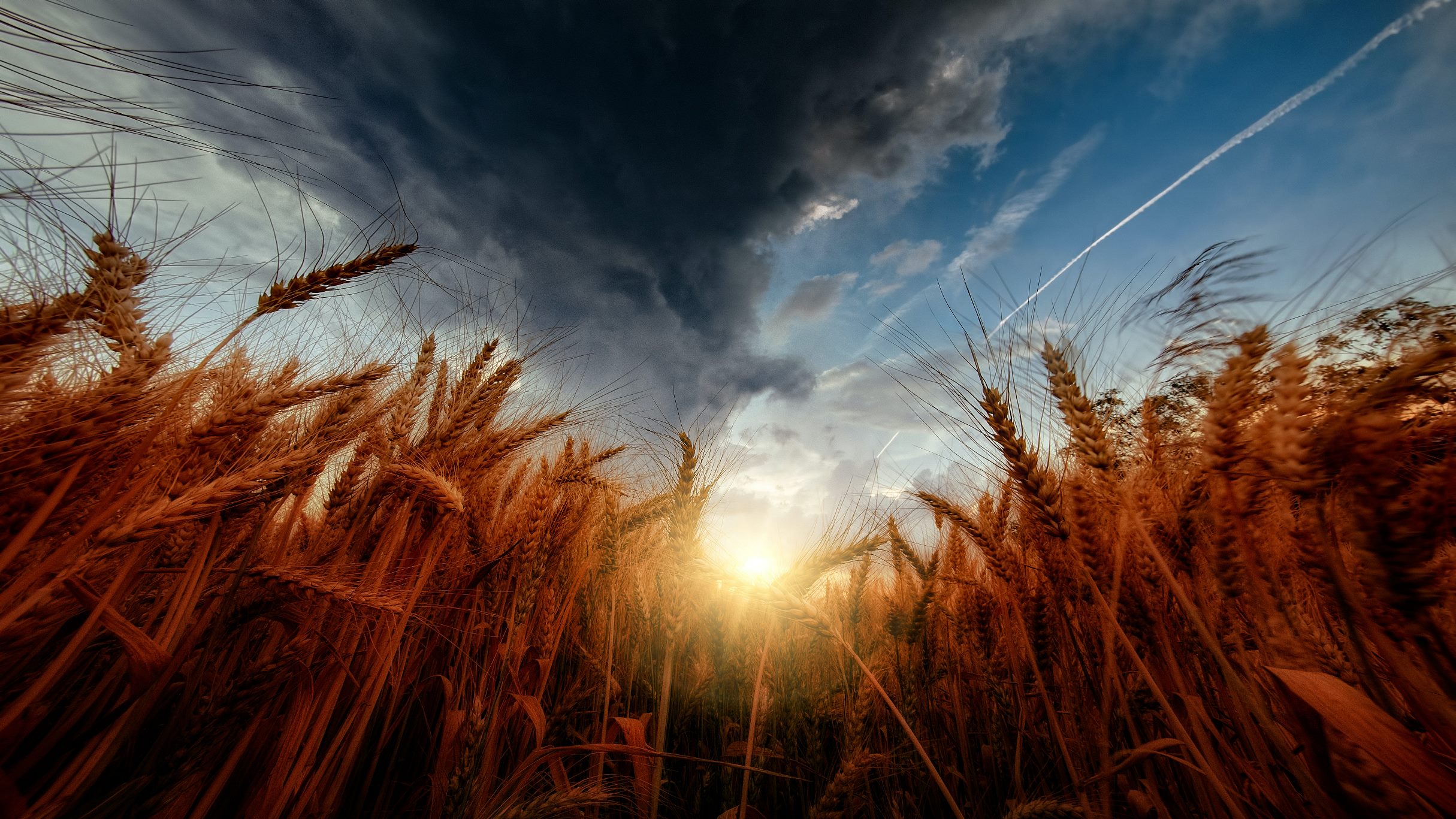 Soluzioni avanzate per l’agricoltura: le strategie per Vicino Oriente e Nord Africa di fronte ai cambiamenti climatici