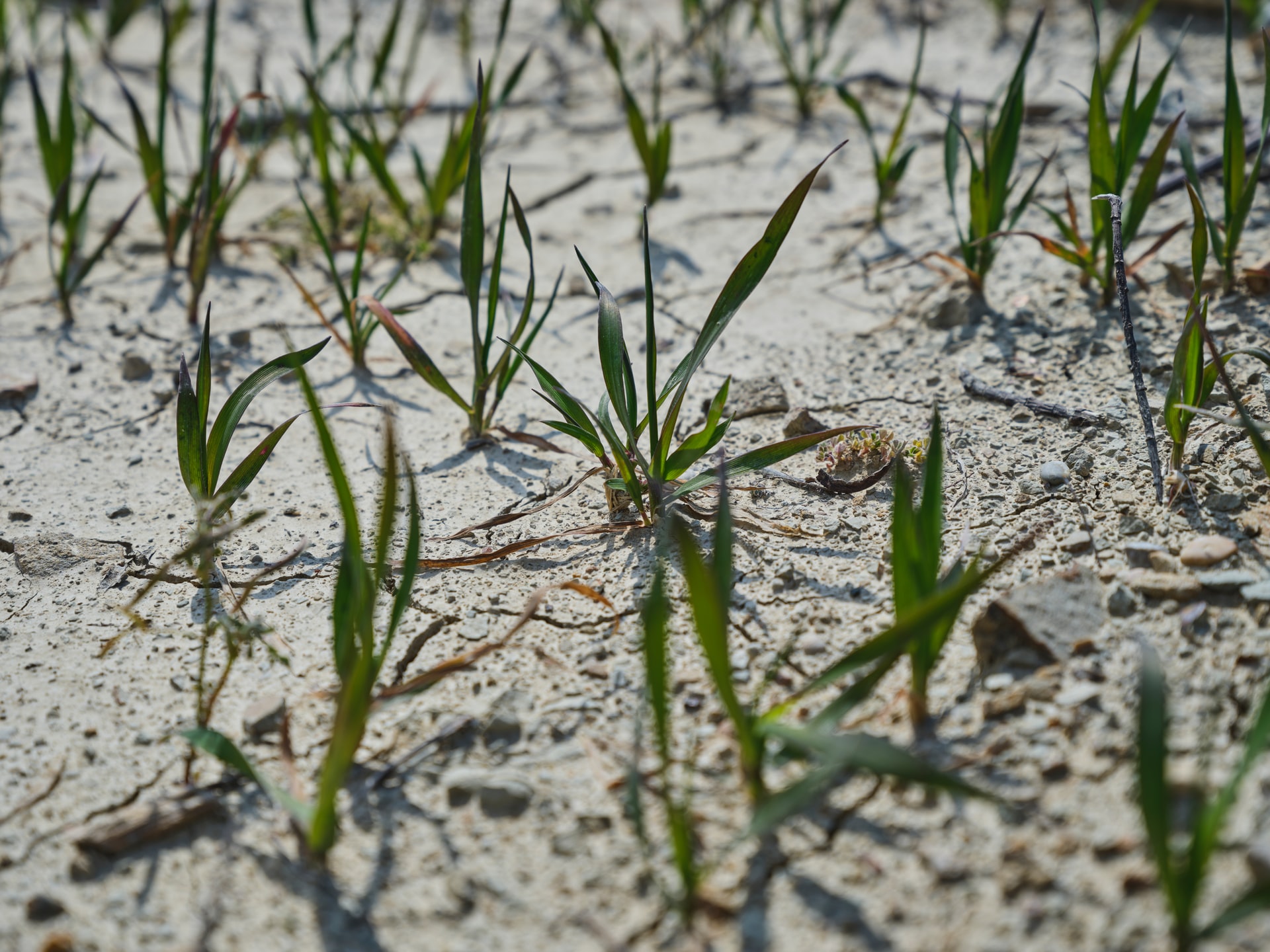 Drought: clear impacts on global agricultural production