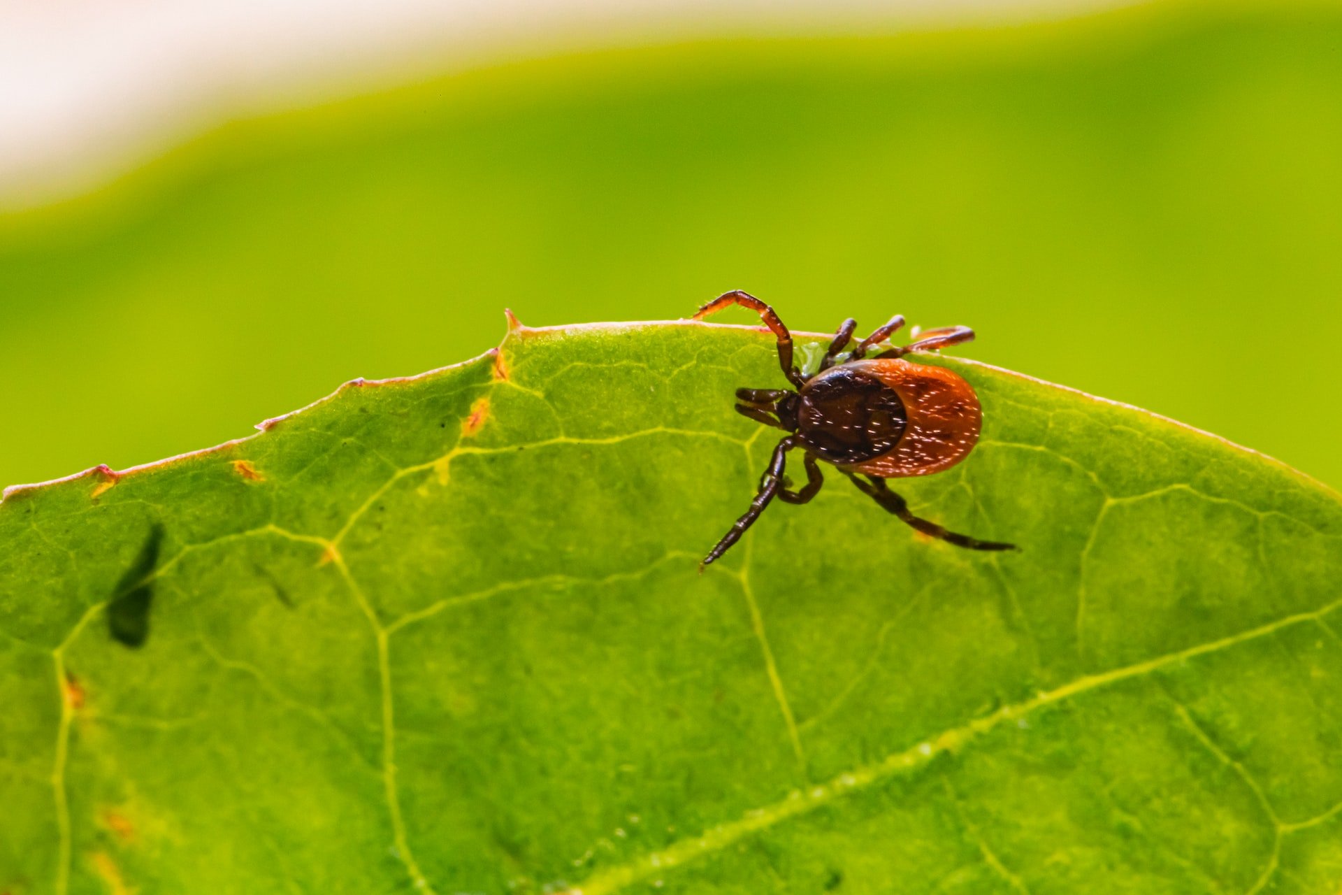 Heat and infectious diseases: climate change is a threat to health and well-being in Europe