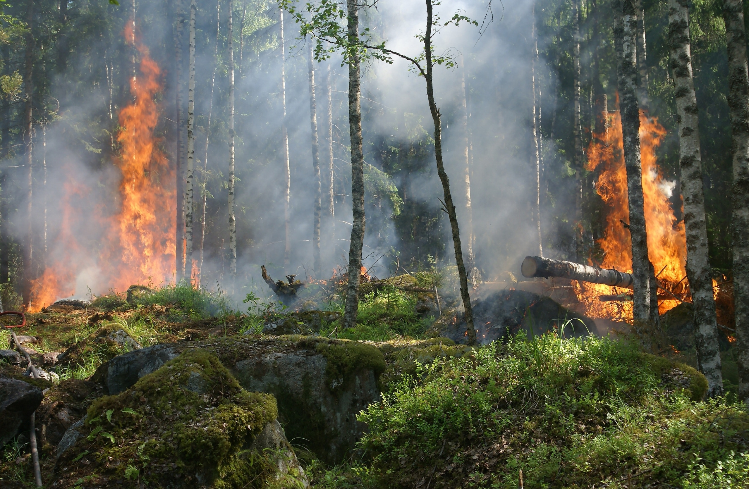 Gestione degli incendi boschivi e cambiamenti climatici: aggiornamenti dal progetto SILVANUS