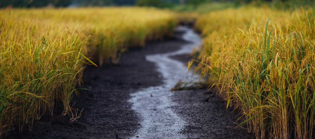 Il valore della salute del suolo. Lanciato InBestSoil, progetto finanziato dall’Unione Europea attraverso il programma Horizon Europe