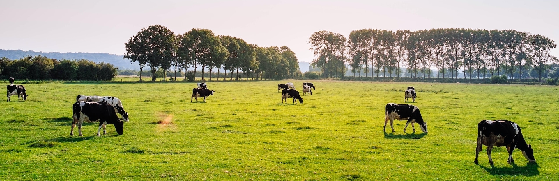 Climate, livestock and agriculture: CMCC research selected for the EGU Press Conferences