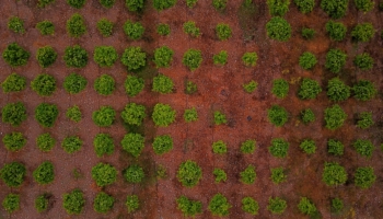 An olive grove seen from above