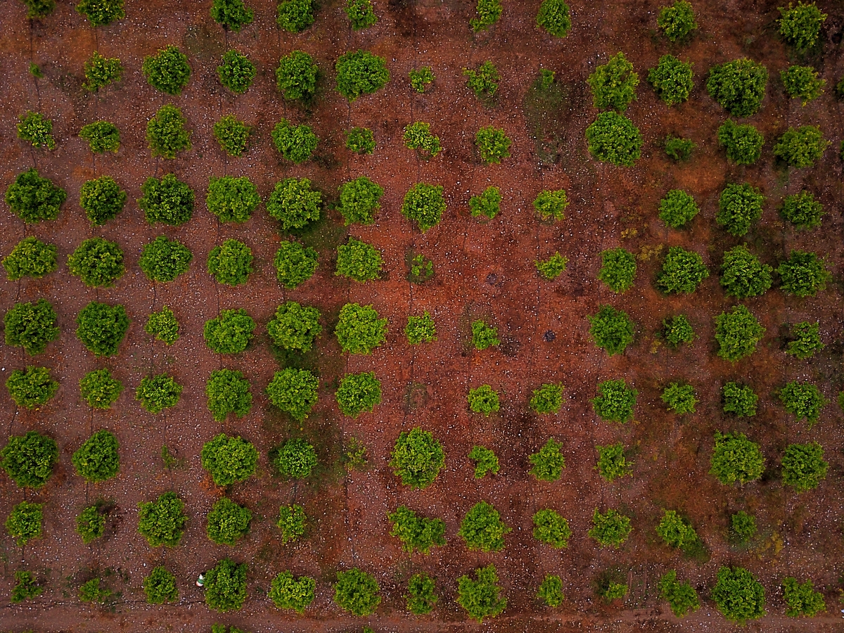 Xylella: disponibili dati su oliveti infetti