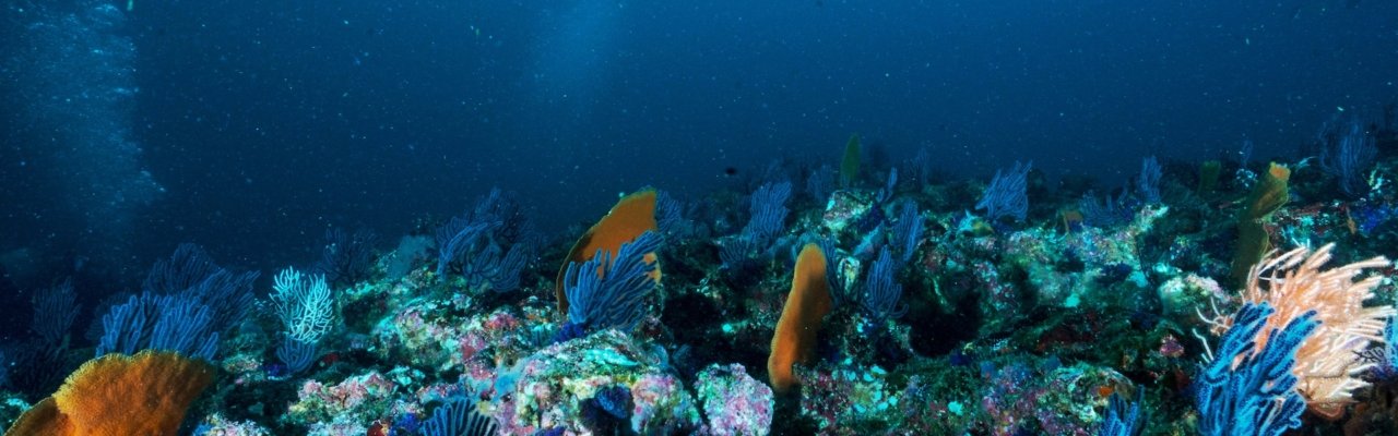 marine biodiversity