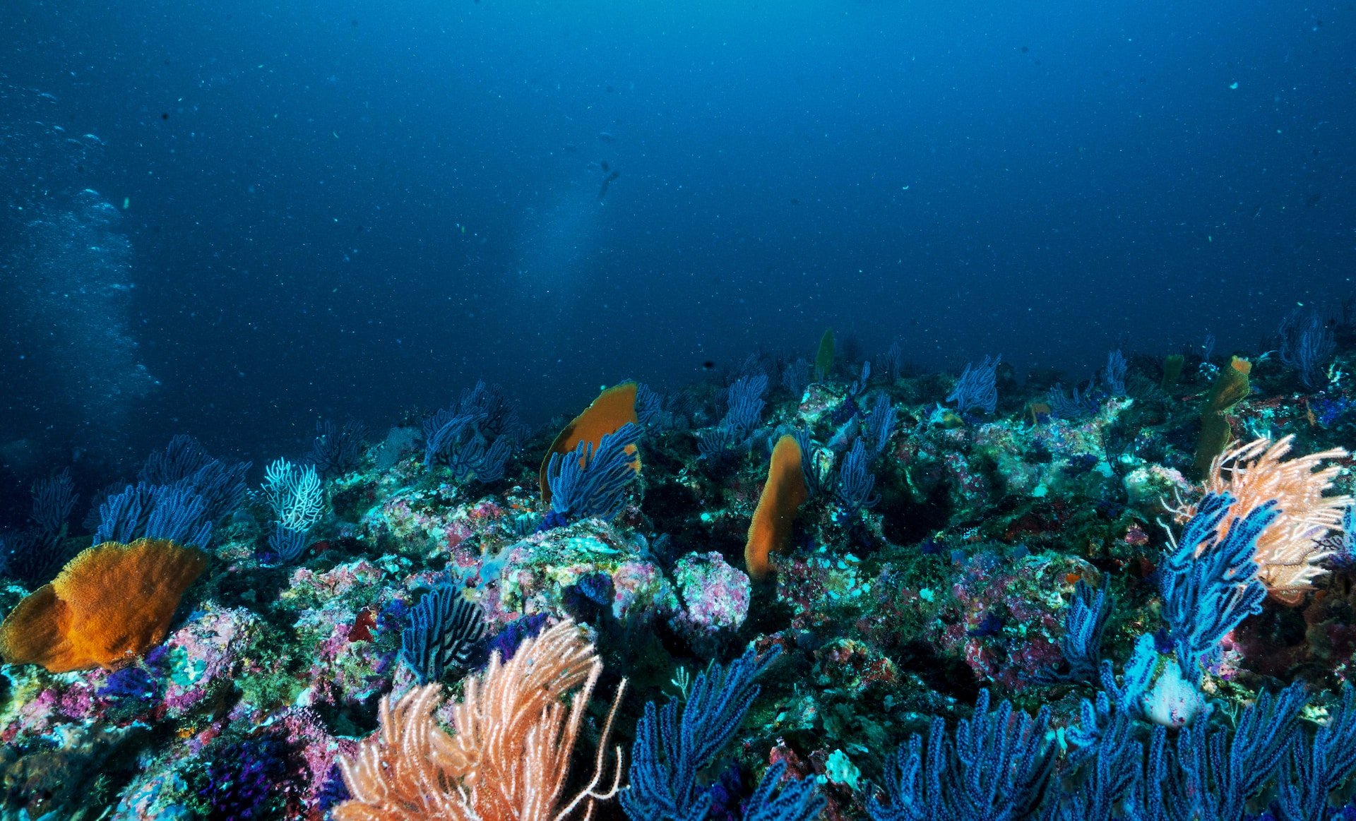 BLUE4ALL: Resilient marine protected areas for biodiversity conservation