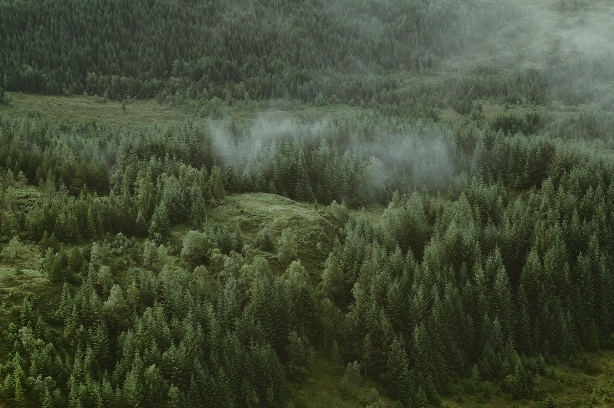 Foreste e suolo: serbatoi di carbonio sotto pressione