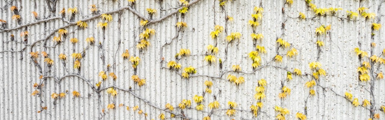 yellow vine on white wall