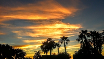 Arizona desert sunset landscape with palm trees