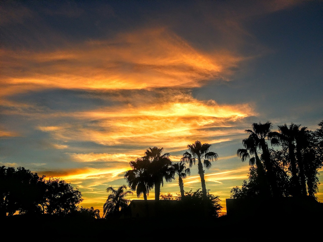 Arizona desert sunset landscape with palm trees