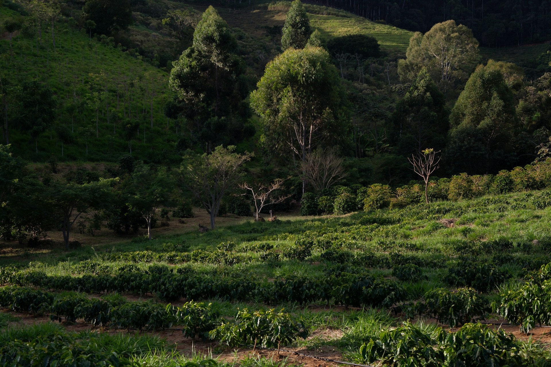 Irrecoverable carbon in the mountains: embracing the opportunity of agroforestry