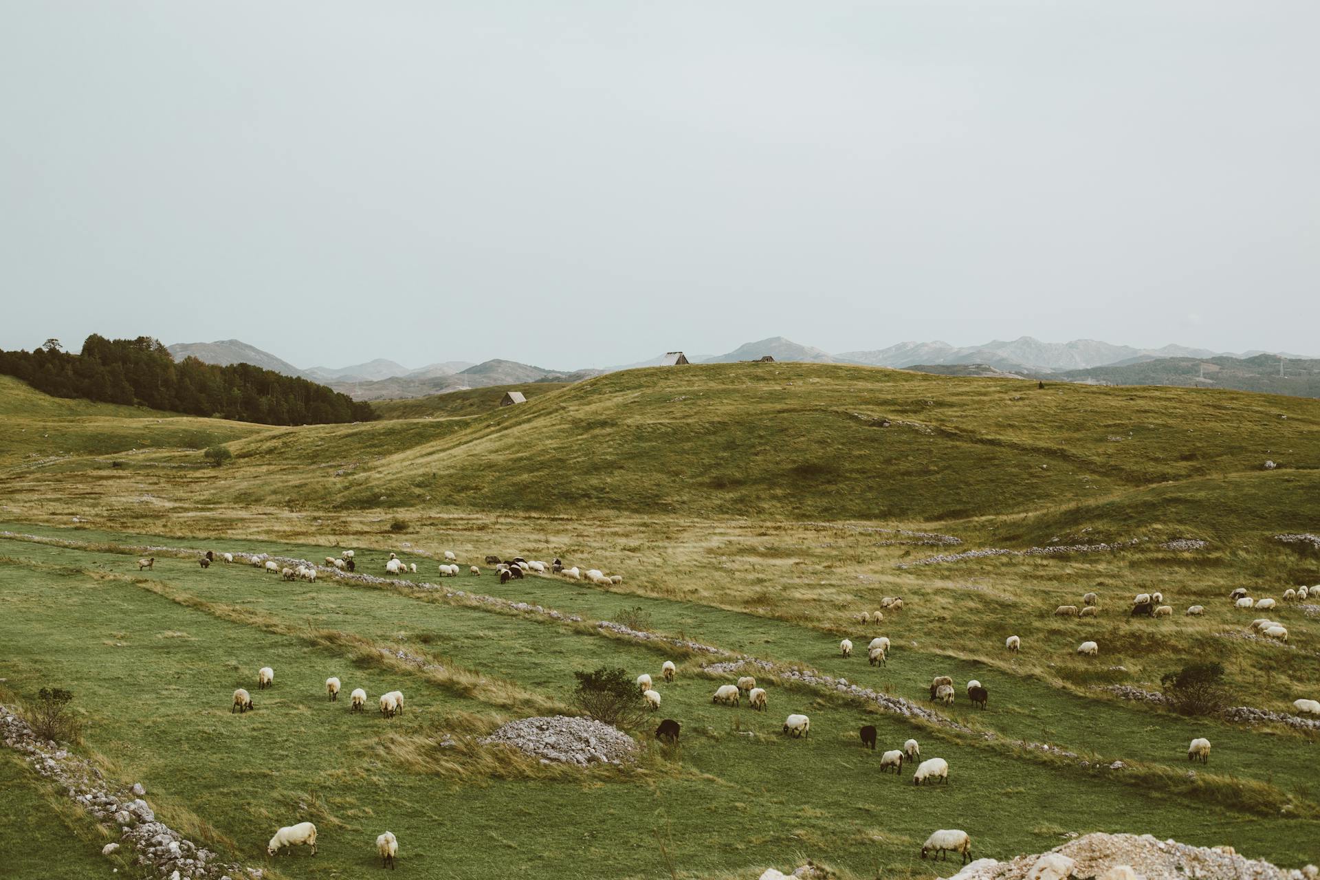 Air quality in Lombardy region: livestock farming responsible for up to a quarter of pollution