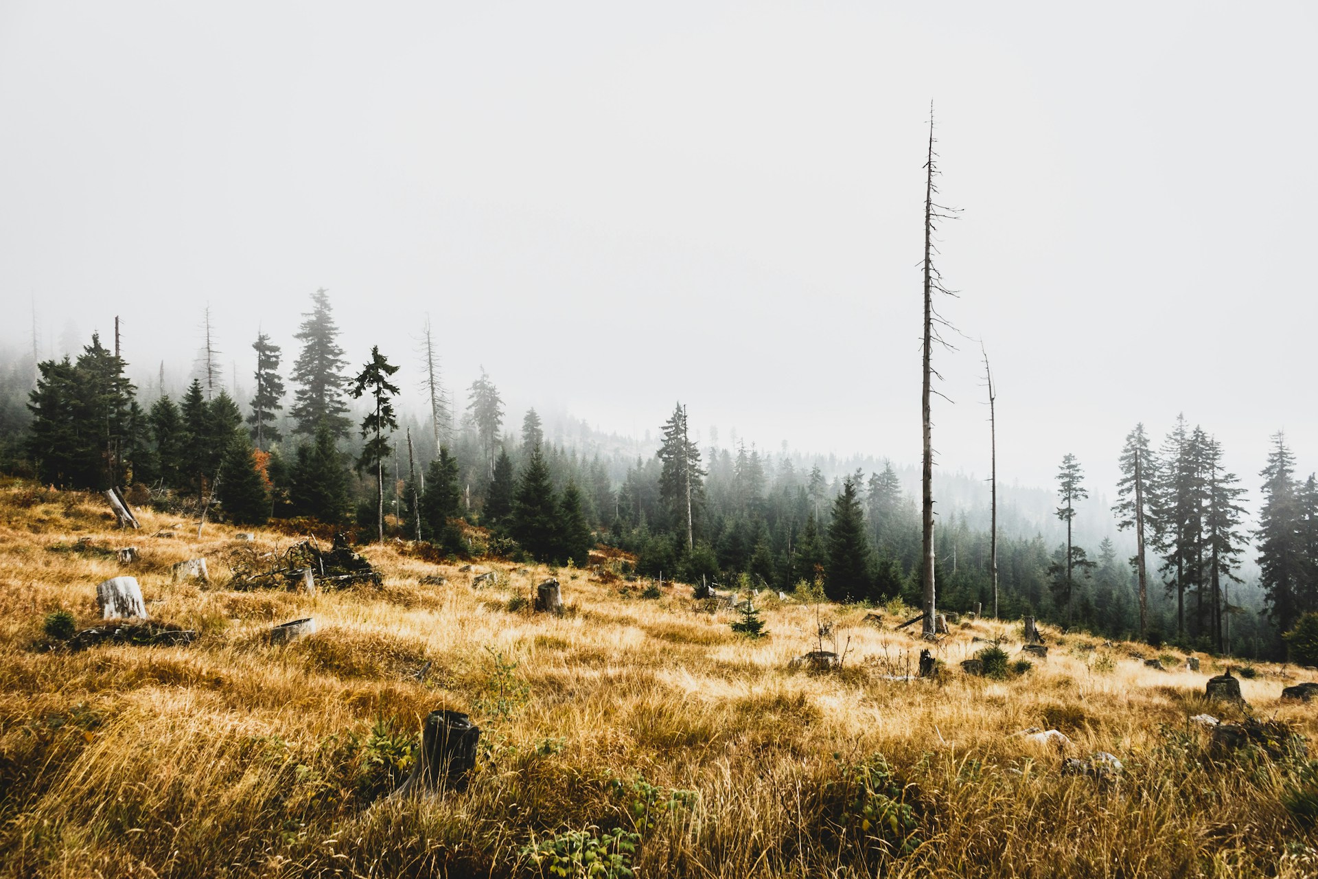 SILVANUS: A modern protector of forests and communities