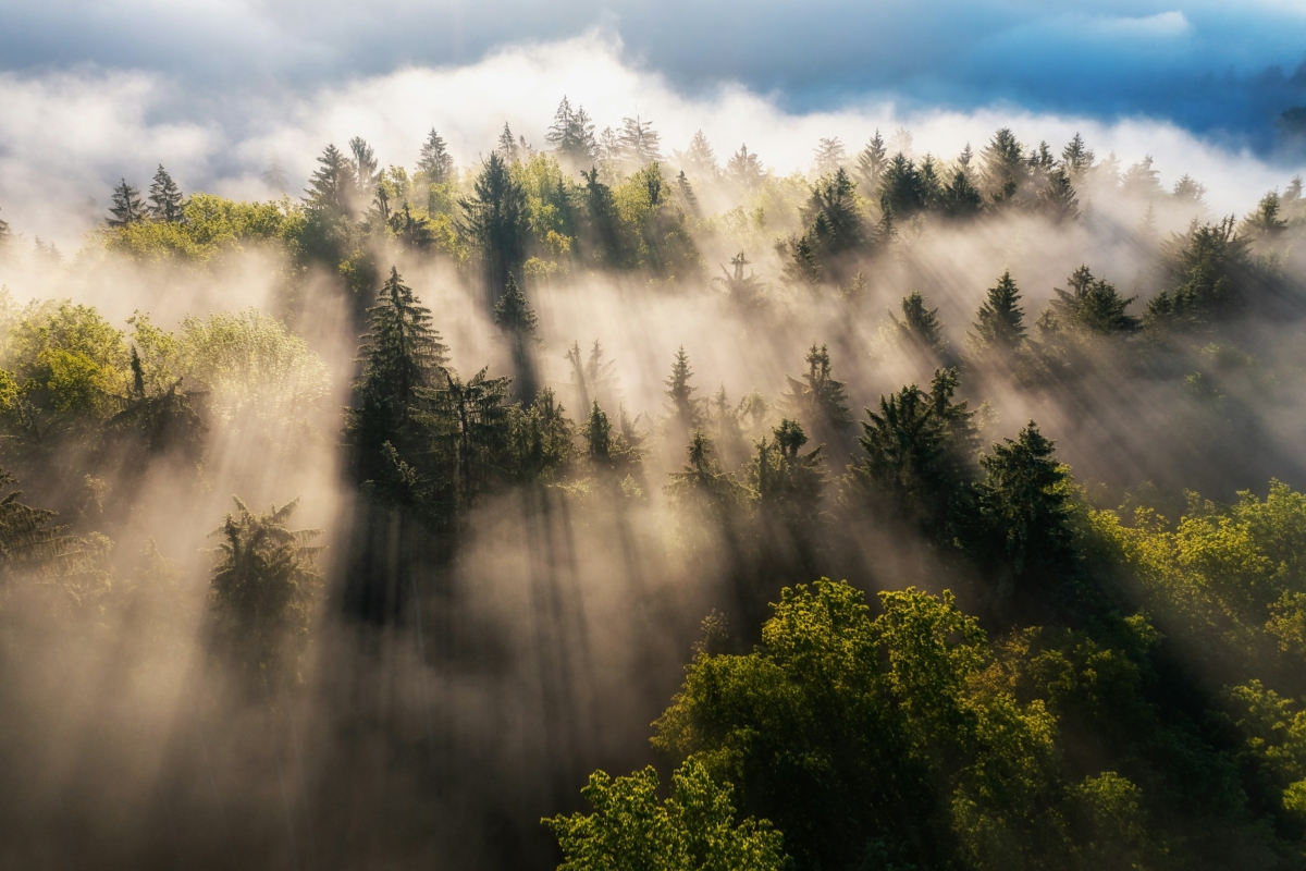 Machine learning reduces uncertainty in Earth System Models 