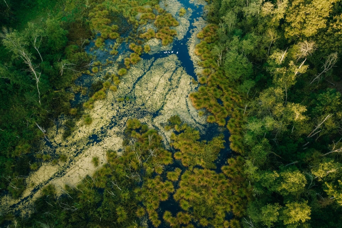 Algorithms going wild: Machine learning techniques for terrestrial ecology