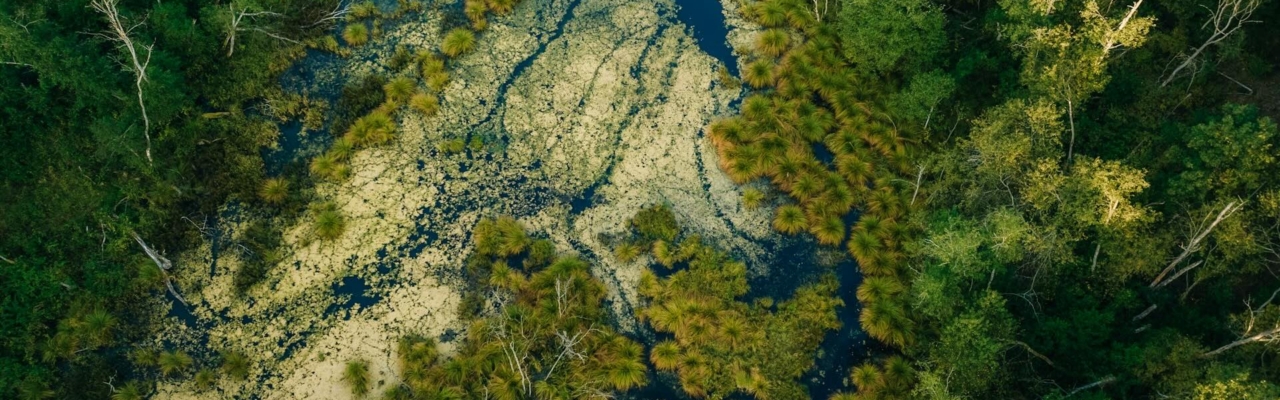 ecology ML