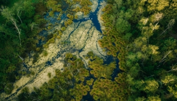 ecology ML