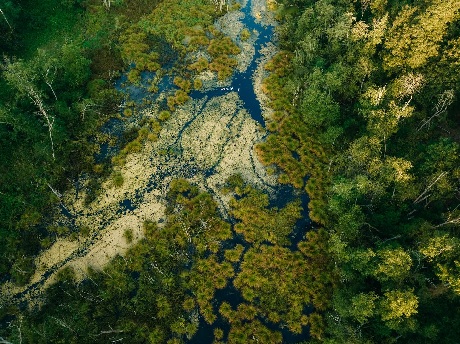 ecology ML