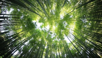 Il CMCC partecipa alla nuova partnership “Ecosistema Futuro” per portare il futuro al centro del dibattito culturale e politico e costruire scenari sostenibili per l’Italia, con un approccio integrato e interdisciplinare. Il progetto sarà presentato da ASviS durante il Festival dello Sviluppo Sostenibile.