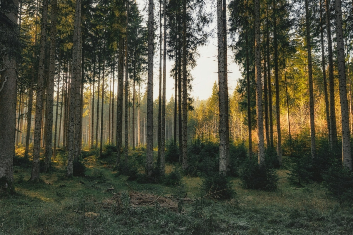 Wildfire Peer Review Report for Land Brandenburg is now online