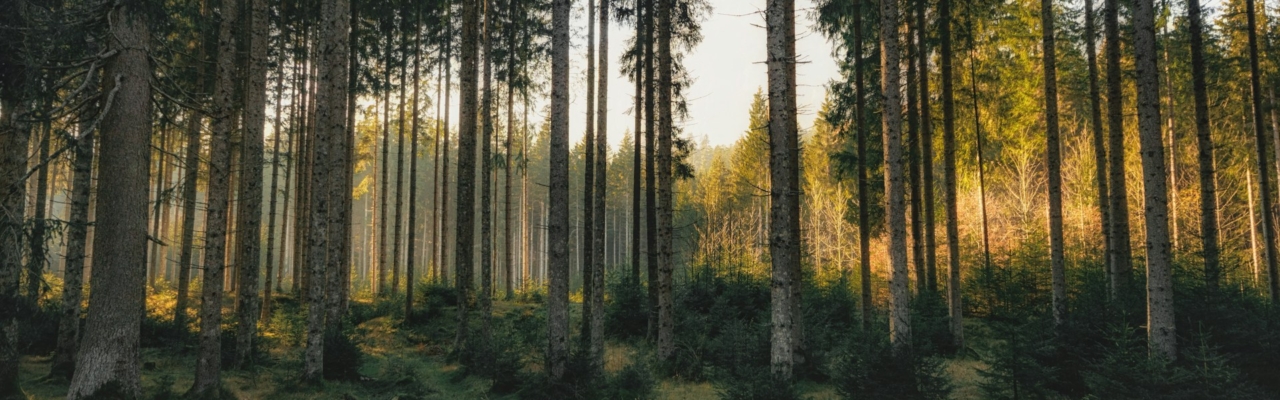 forest in Germany