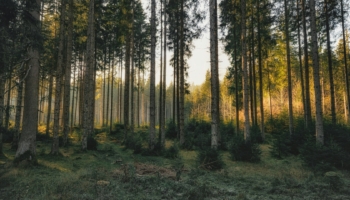 foresta in Germania