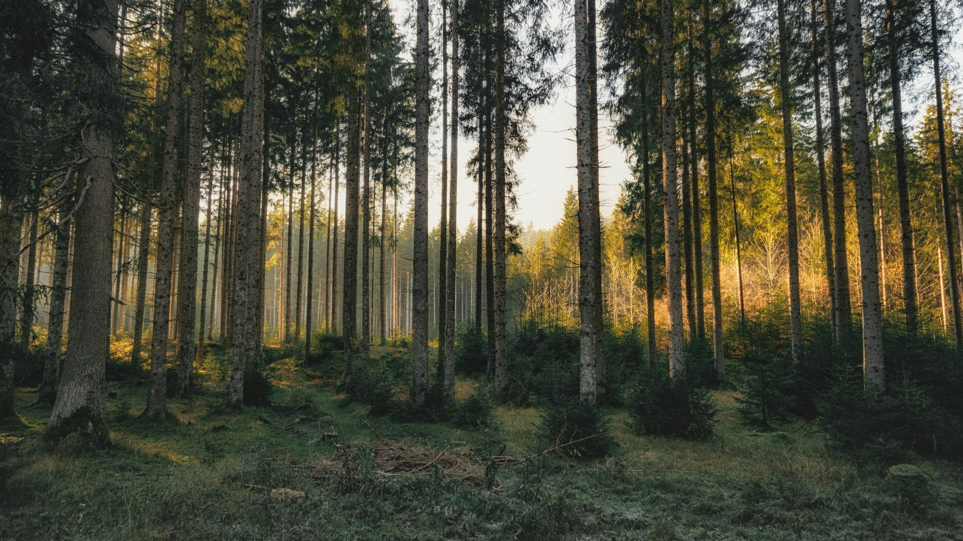 forest in Germany