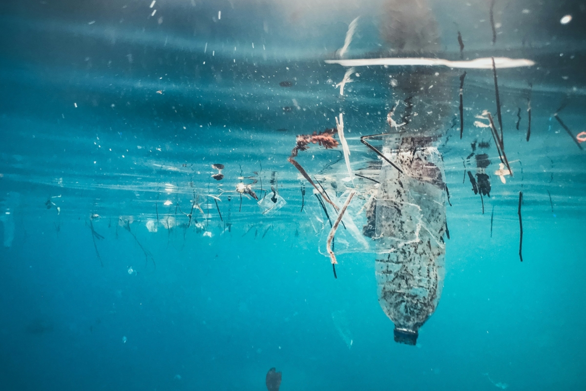 Research reveals how microplastics threaten Gulf of Mexico marine life